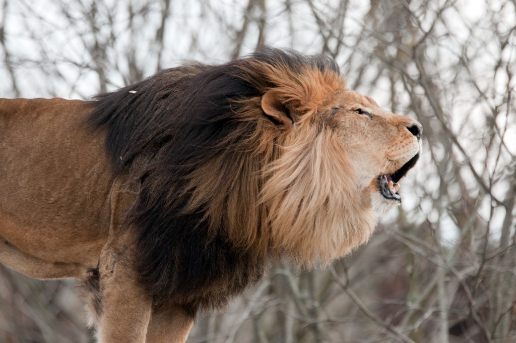 roar like a champion lion